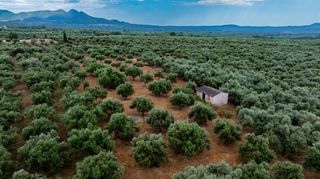 Οικόπεδο 14.783 τ.μ. πρός πώληση, Μεσσηνία, Χιλιοχώρια-thumb-7