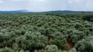 Οικόπεδο 14.783 τ.μ. πρός πώληση, Μεσσηνία, Χιλιοχώρια-thumb-5