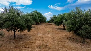 Οικόπεδο 14.783 τ.μ. πρός πώληση, Μεσσηνία, Χιλιοχώρια-thumb-8