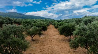Οικόπεδο 14.783 τ.μ. πρός πώληση, Μεσσηνία, Χιλιοχώρια-thumb-19