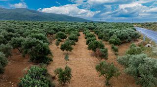Οικόπεδο 14.783 τ.μ. πρός πώληση, Μεσσηνία, Χιλιοχώρια-thumb-17