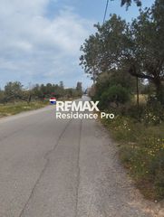 Αγροτεμάχια 3.000 τ.μ. για ενοικίαση
