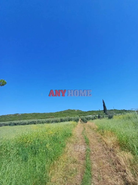 Αγροτεμάχια 6.937 τ.μ. προς πώληση, Άγιος Παύλος Καλλικράτειας