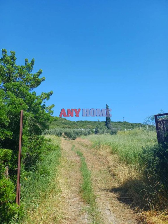 Αγροτεμάχια 6.937 τ.μ. προς πώληση, Άγιος Παύλος Καλλικράτειας