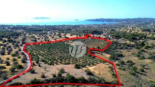 Οικόπεδο 25.227 τ.μ. για πώληση, Αργολίδα, Κρανίδι-thumb-1