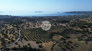 Οικόπεδο 25.227 τ.μ. για πώληση, Αργολίδα, Κρανίδι-thumb-9