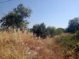 Αγροτεμάχια 5.800 τ.μ. για πώληση