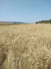Αγροτεμάχια 10.000 τ.μ. πρός πώληση