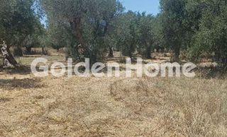 Αγροτεμάχια 5.337 τ.μ. για πώληση