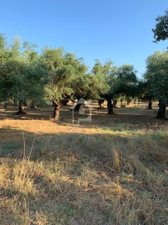 Αγροτεμάχια 3.500 τ.μ. προς ενοικίαση, Αιγίες