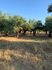 Αγροτεμάχια 3.500 τ.μ. για ενοικίαση