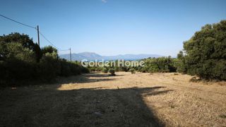 Αγροτεμάχια 4.585 τ.μ. για πώληση