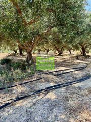 Οικόπεδο 1.528 τ.μ. πρός πώληση, Θεσσαλονίκη - Κέντρο, Κέντρο-thumb-3