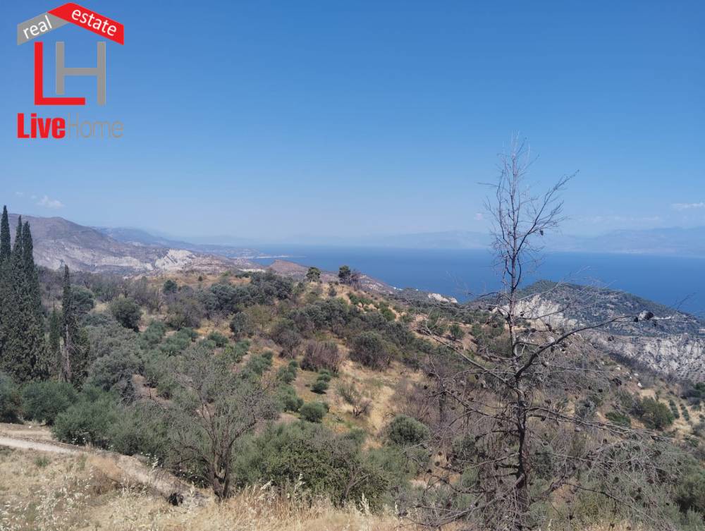 Οικόπεδο 4.309 τ.μ. πρός πώληση, Κορινθία, Ευρωστίνη