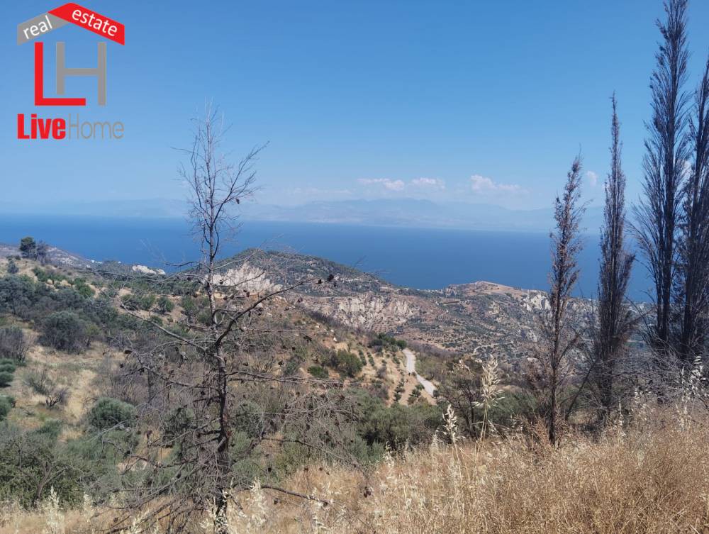 Οικόπεδο 4.309 τ.μ. πρός πώληση, Κορινθία, Ευρωστίνη