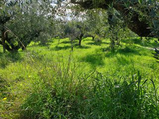 Οικόπεδο 1.148 τ.μ. για πώληση