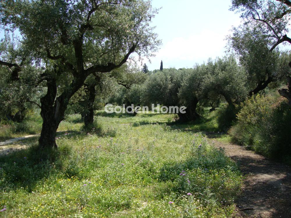 Αγροτεμάχια 10.200 τ.μ. προς πώληση, Νέες Παγασές