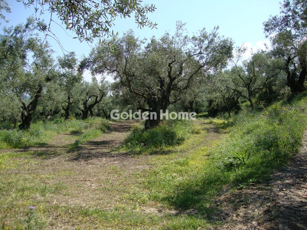 Αγροτεμάχια 10.200 τ.μ. προς πώληση, Νέες Παγασές