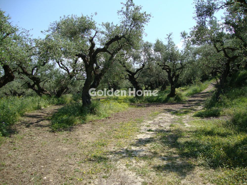Αγροτεμάχια 10.200 τ.μ. προς πώληση, Νέες Παγασές