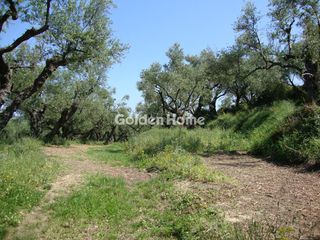 Αγροτεμάχια 10.200 τ.μ. για πώληση