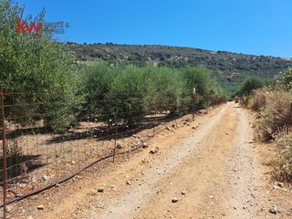 Αγροτεμάχια 4.165 τ.μ. προς πώληση, Κεράμια-thumb-12