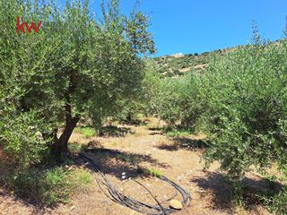 Αγροτεμάχια 4.165 τ.μ. προς πώληση, Κεράμια-thumb-11