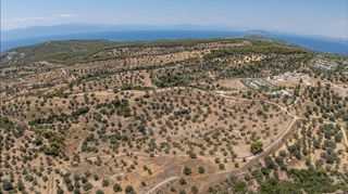 Αγροτεμάχια 11.000 τ.μ. προς πώληση, Βερβερούδα-thumb-19
