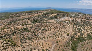 Αγροτεμάχια 11.000 τ.μ. προς πώληση, Βερβερούδα-thumb-18