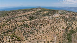 Αγροτεμάχια 11.000 τ.μ. προς πώληση, Βερβερούδα-thumb-17