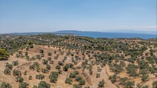 Αγροτεμάχια 11.000 τ.μ. προς πώληση, Βερβερούδα-thumb-24