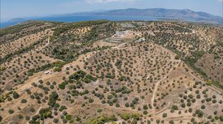 Αγροτεμάχια 11.000 τ.μ. προς πώληση, Βερβερούδα-thumb-16