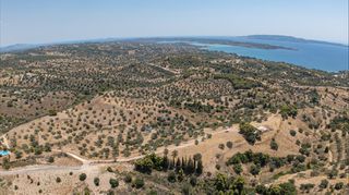 Αγροτεμάχια 11.000 τ.μ. προς πώληση, Βερβερούδα-thumb-11