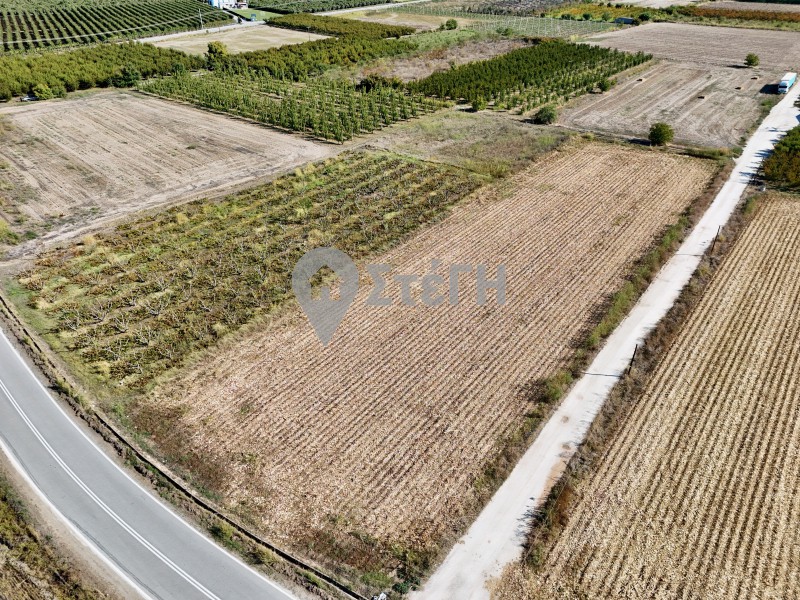 Αγροτεμάχια 11.000 τ.μ. πρός πώληση, Ημαθία, Ανθεμιά