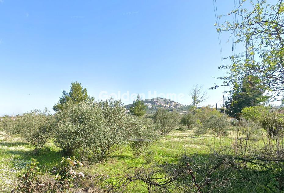 Αγροτεμάχια 10.000 τ.μ. προς ενοικίαση, Χριστούπολη