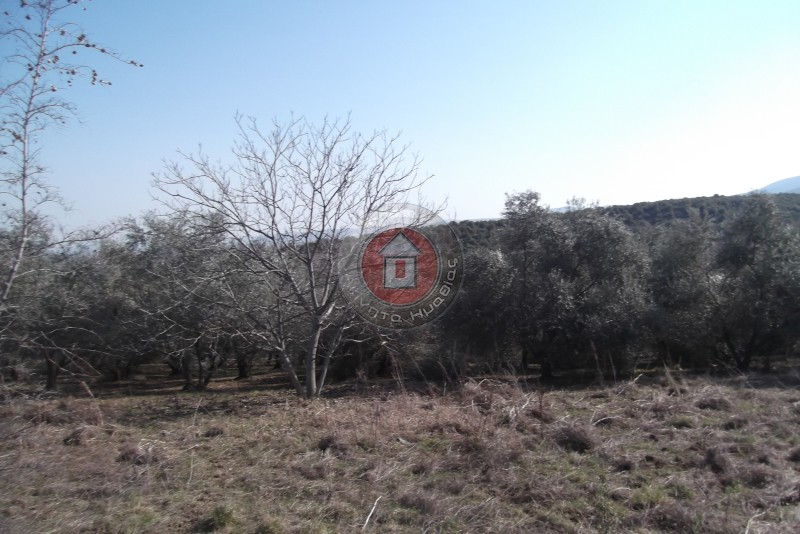 Αγροτεμάχια 4.000 τ.μ. πρός πώληση, Ημαθία, Βεργίνα