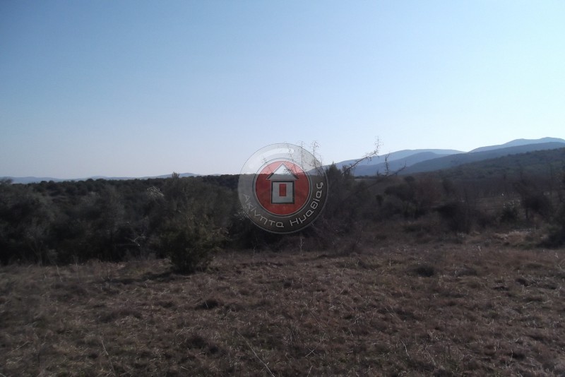 Αγροτεμάχια 4.000 τ.μ. πρός πώληση, Ημαθία, Βεργίνα