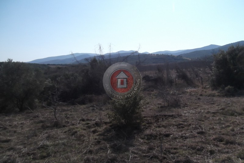 Αγροτεμάχια 4.000 τ.μ. πρός πώληση, Ημαθία, Βεργίνα
