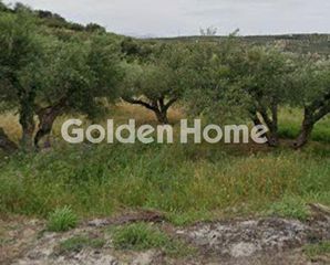 Αγροτεμάχια 2.450 τ.μ. για πώληση
