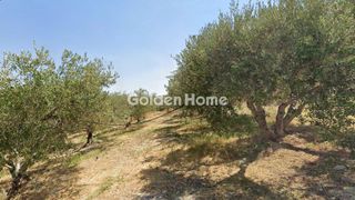 Αγροτεμάχια 2.936 τ.μ. για πώληση