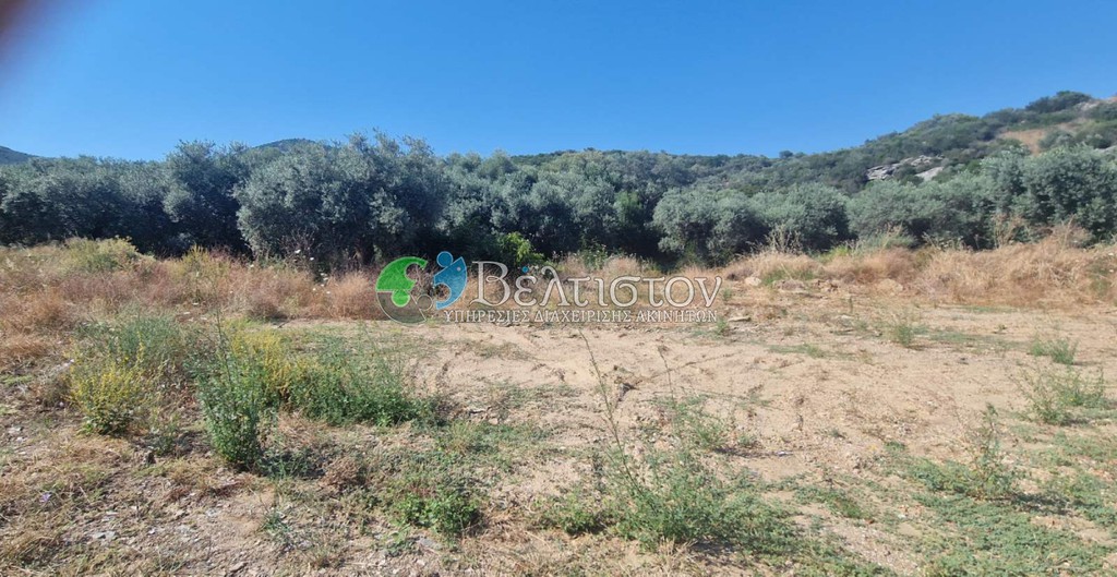 Αγροτεμάχια 5.600 τ.μ. πρός πώληση, Χαλκιδική, Παναγιά