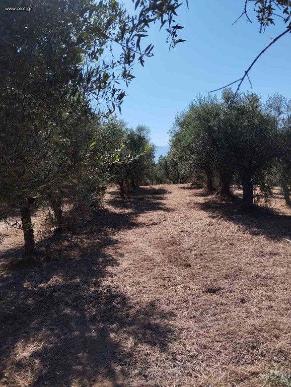 Αγροτεμάχια 2.085 τ.μ. για πώληση, Μεσσηνία, Μεσσήνη