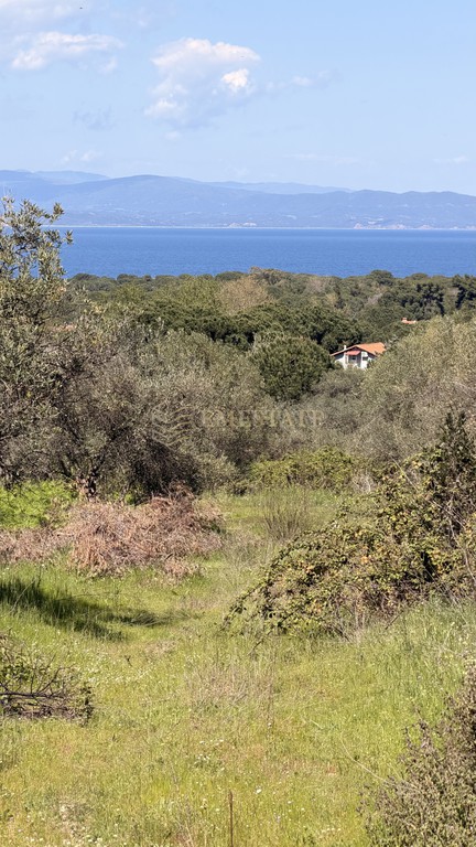 Αγροτεμάχια 13.500 τ.μ. πρός πώληση, Χαλκιδική, Σιθωνία