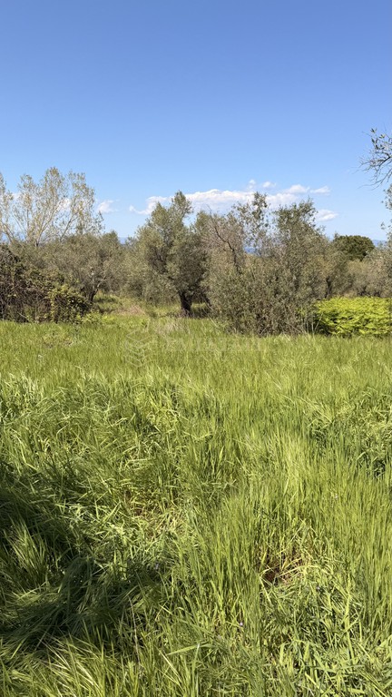 Αγροτεμάχια 13.500 τ.μ. πρός πώληση, Χαλκιδική, Σιθωνία