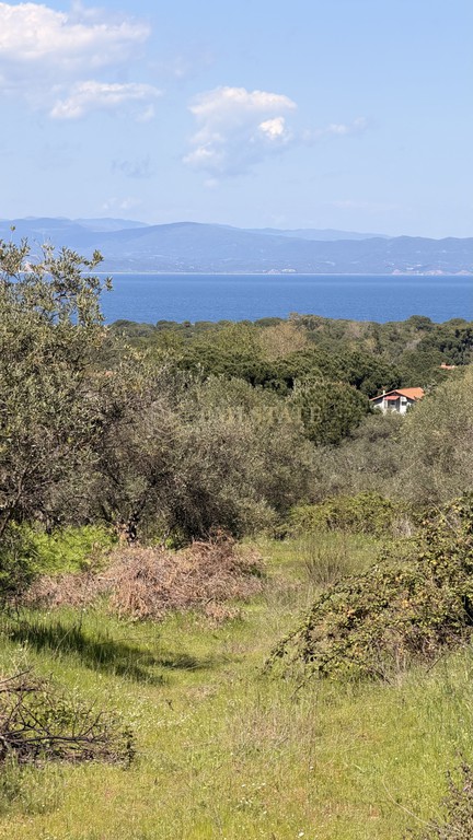 Αγροτεμάχια 13.500 τ.μ. πρός πώληση, Χαλκιδική, Σιθωνία