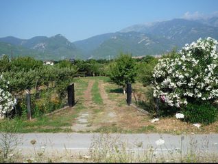 Αγροτεμάχια 2.000 τ.μ. για πώληση