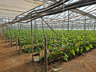 Αγροτεμάχια 4.382 τ.μ. για πώληση, Ν. Λασιθίου, Ιεράπετρα-thumb-1