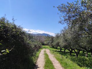 Αγροτεμάχια 6.500 τ.μ. για πώληση