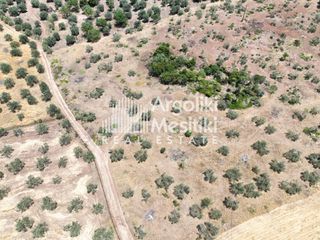 Αγροτεμάχια 12.980 τ.μ. για πώληση