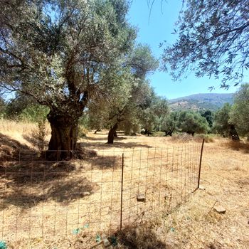 Οικόπεδο 1.700 τ.μ. προς πώληση