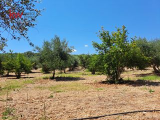 Αγροτεμάχια 2.855,20 τ.μ. για πώληση, Ν. Χανίων, Κεράμια-thumb-24